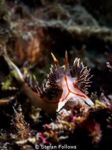 Emergence. Nudibranch - Phidiana militaris. Chaloklum, Th... by Stefan Follows 